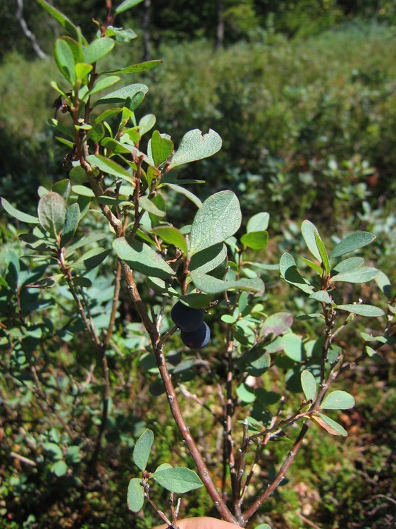 Vaccinium uliginosum